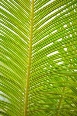 Güzel yeşil palmiye yaprağının manzarasını kapat.