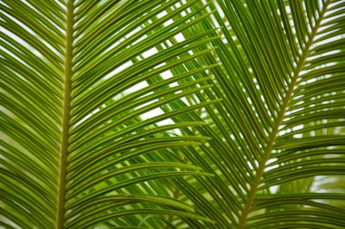 Güzel yeşil palmiye yaprağının manzarasını kapat.