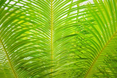 Güzel yeşil palmiye yaprağının manzarasını kapat.