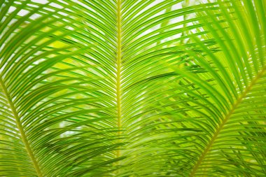Güzel yeşil palmiye yaprağının manzarasını kapat.