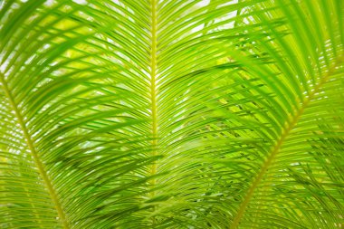 Güzel yeşil palmiye yaprağının manzarasını kapat.