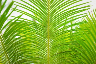 Güzel yeşil palmiye yaprağının manzarasını kapat.