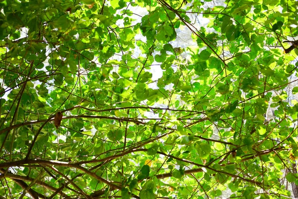 Starý Velký Strom Barevném Pozadí Modrým Nebem — Stock fotografie