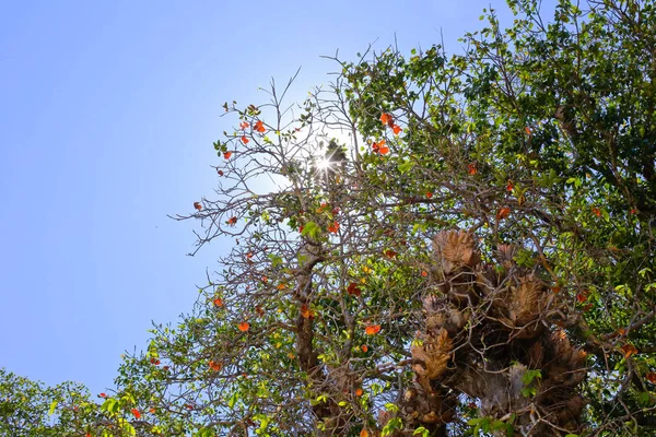 Vieux Grand Arbre Sur Fond Couleur Avec Ciel Bleu — Photo