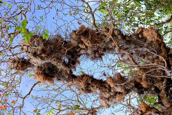 Viejo Árbol Grande Sobre Fondo Color Con Cielo Azul — Foto de Stock