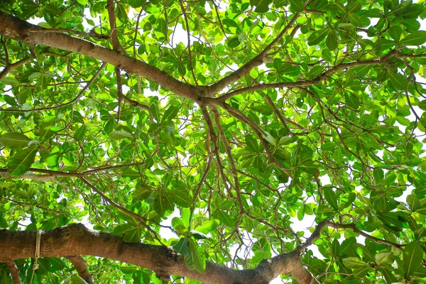 Viejo Árbol Grande Sobre Fondo Color Con Cielo Azul —  Fotos de Stock