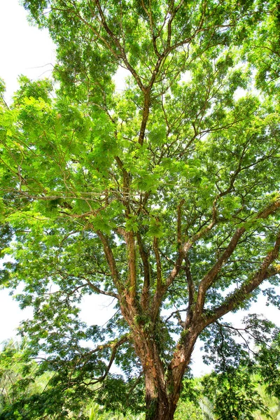 Παλιό Μεγάλο Δέντρο Στο Φόντο Χρώμα Μπλε Ουρανό — Φωτογραφία Αρχείου