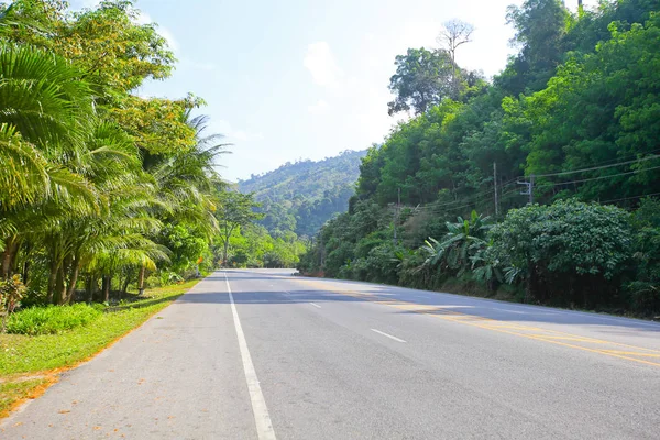 Taze yeşil ağacın kıvrımlı yolu