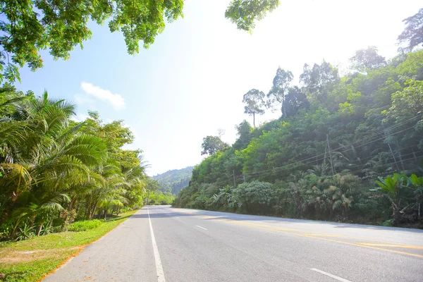 Taze yeşil ağacın kıvrımlı yolu