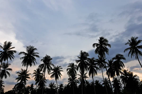 Palms Sand Beach Sunset — Stock Photo, Image