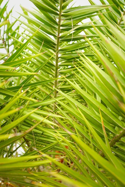 Yeşil Palmiye Bırak Dokusuna Yakın Çekim — Stok fotoğraf