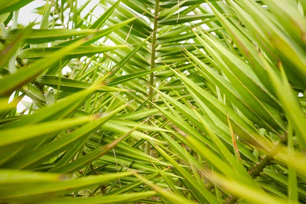 Close up of green palm leave texture