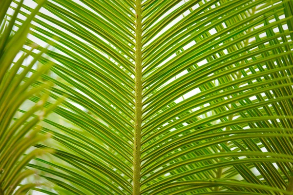 Güzel Yeşil Palmiye Yaprağının Manzarasını Kapat — Stok fotoğraf