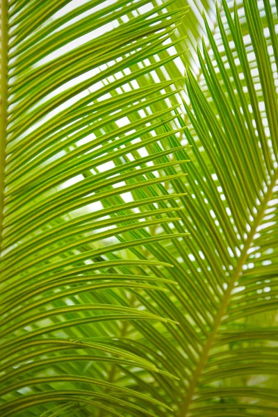 Güzel yeşil palmiye yaprağının manzarasını kapat.