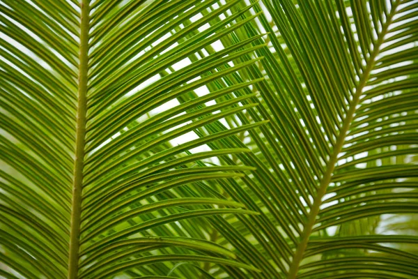 Güzel yeşil palmiye yaprağının manzarasını kapat.