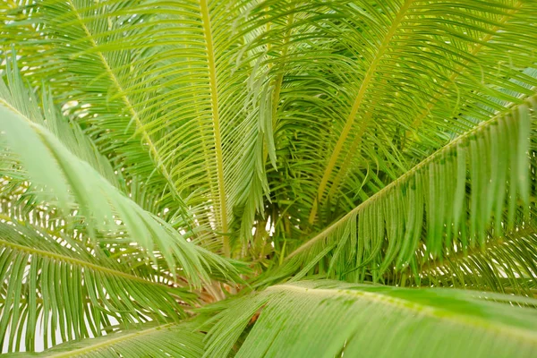 Güzel yeşil palmiye yaprağının manzarasını kapat.