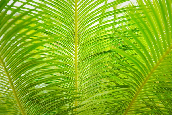 Güzel yeşil palmiye yaprağının manzarasını kapat.