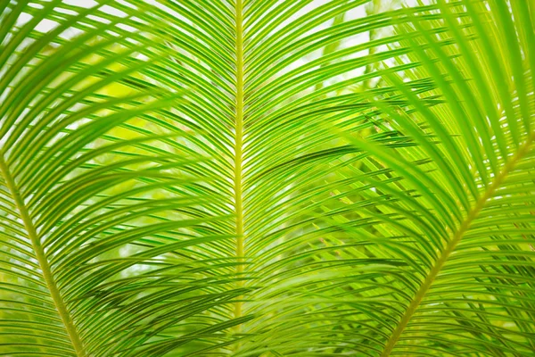 Güzel yeşil palmiye yaprağının manzarasını kapat.