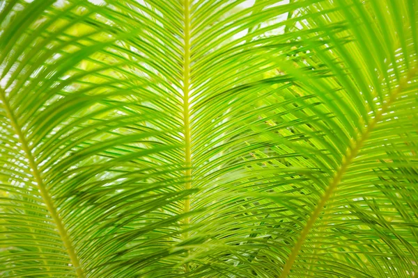 Güzel yeşil palmiye yaprağının manzarasını kapat.