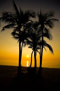 Gün batımında kumsalda palmiyeler