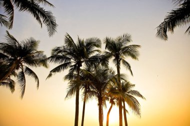 Gün batımında kumsalda palmiyeler