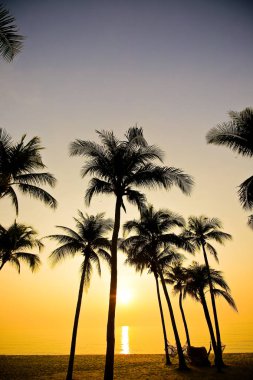 Gün batımında kumsalda palmiyeler