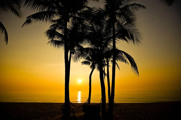 Palmiers Sur Plage Sable Coucher Soleil — Photo