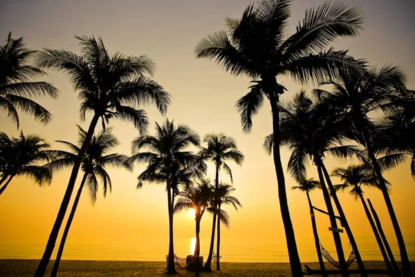 Palmiers Sur Plage Sable Coucher Soleil — Photo