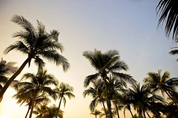 Palme Sulla Spiaggia Sabbia Tramonto — Foto Stock