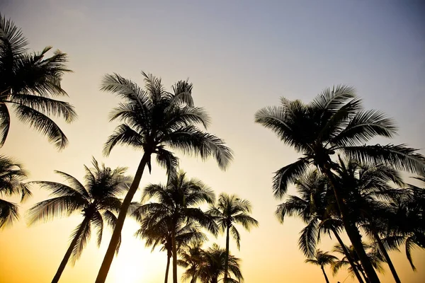 Palmas Praia Areia Pôr Sol — Fotografia de Stock