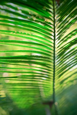 Güzel yeşil palmiye yaprağının manzarasını kapat.