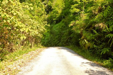 Taze yeşil ağacın kıvrımlı yolu