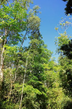 mavi gökyüzü ile renk arkaplan üzerinde eski büyük ağaç