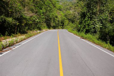 Taze yeşil ağacın kıvrımlı yolu