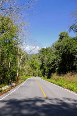 Taze yeşil ağacın kıvrımlı yolu