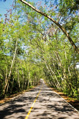 Taze yeşil ağacın kıvrımlı yolu
