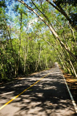 Taze yeşil ağacın kıvrımlı yolu