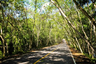 Taze yeşil ağacın kıvrımlı yolu