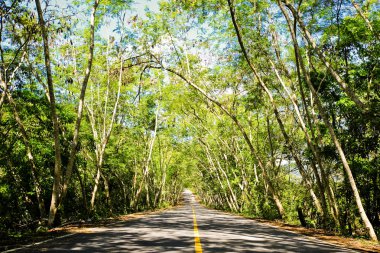 Taze yeşil ağacın kıvrımlı yolu
