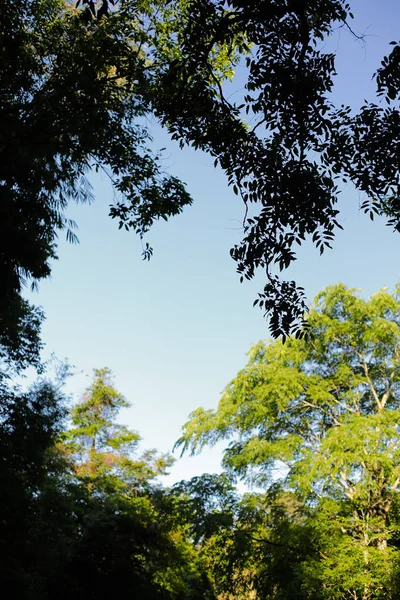 Viejo Árbol Grande Sobre Fondo Color Con Cielo Azul —  Fotos de Stock