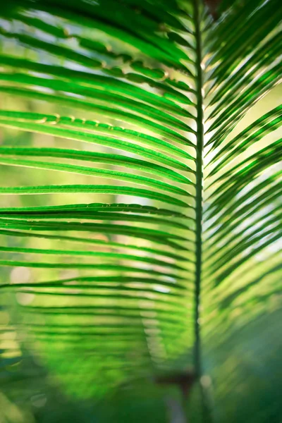 Güzel yeşil palmiye yaprağının manzarasını kapat.