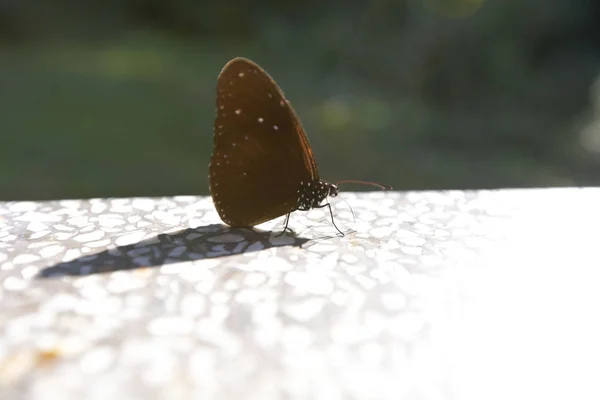 在泰国庞思达国家公园蜂拥而至吃矿物的蝴蝶 — 图库照片