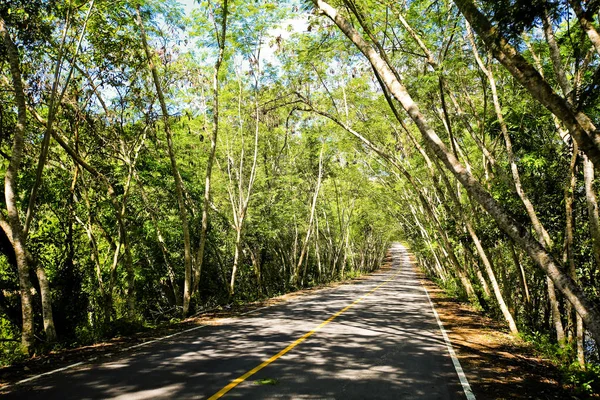 Taze yeşil ağacın kıvrımlı yolu