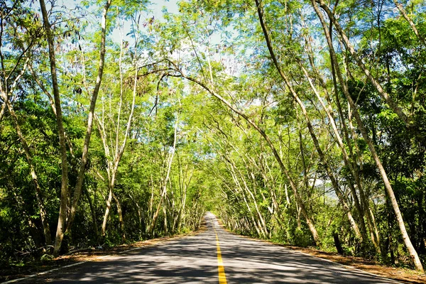 Taze Yeşil Ağacın Kıvrımlı Yolu — Stok fotoğraf