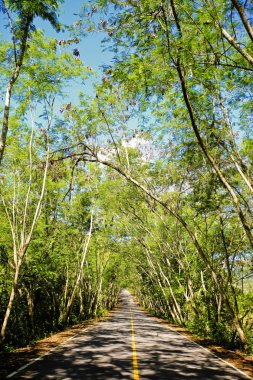 mavi gökyüzü ile renk arkaplan üzerinde eski büyük ağaç