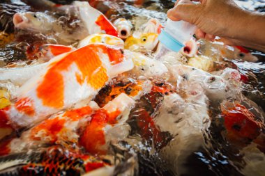 Renkli sazan balığı, koi balığı