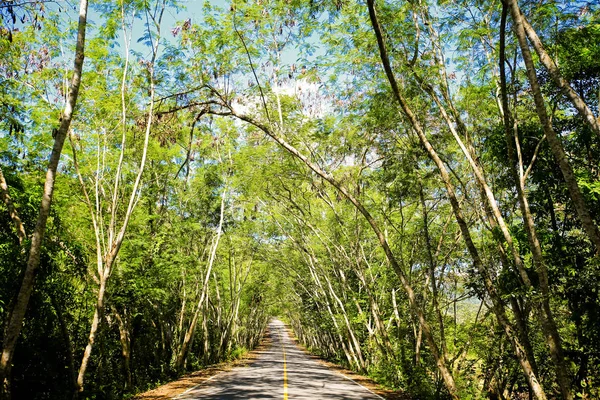 Une Route Sinueuse Arbre Vert Frais — Photo