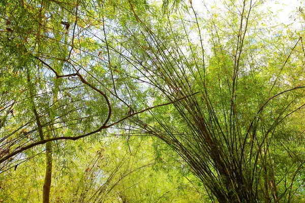 Viejo Árbol Grande Sobre Fondo Color Con Cielo Azul —  Fotos de Stock