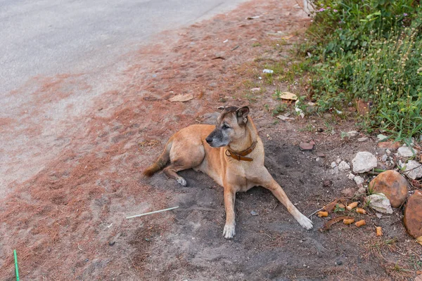 Triste Sem Teto Cão Vadio Sentado Concreto Com Etiqueta Cão — Fotografia de Stock