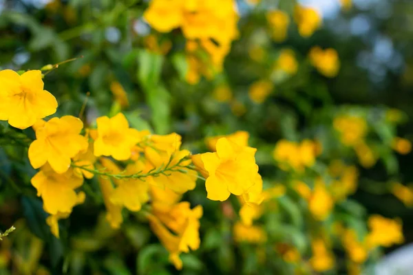 Forår Baggrund Med Smukke Gule Blomster - Stock-foto